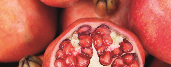 pomegranate-breed-728x286